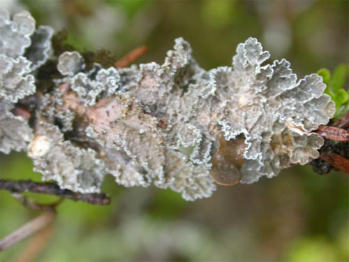 Figure 3.   Nephroma occultum