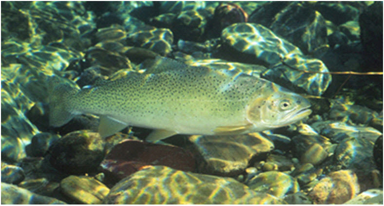 Westslope Cutthroat Trout from the Wigwam  River
