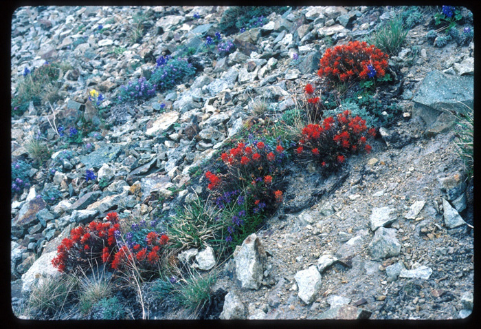 Photo of alpine habitat of cliff paintbrush