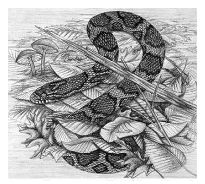 Illustration of an adult Eastern Milksnake,  Lampropeltis Triangulum, 