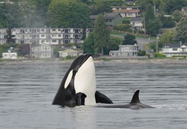 Transient Killer Whale