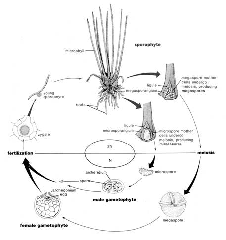 Figure 9. Life cycle of Isoetes (from Stern 1985; used by permission, McGraw-Hill Education).