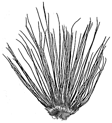 Isoète prototype (Isoetes prototypes)