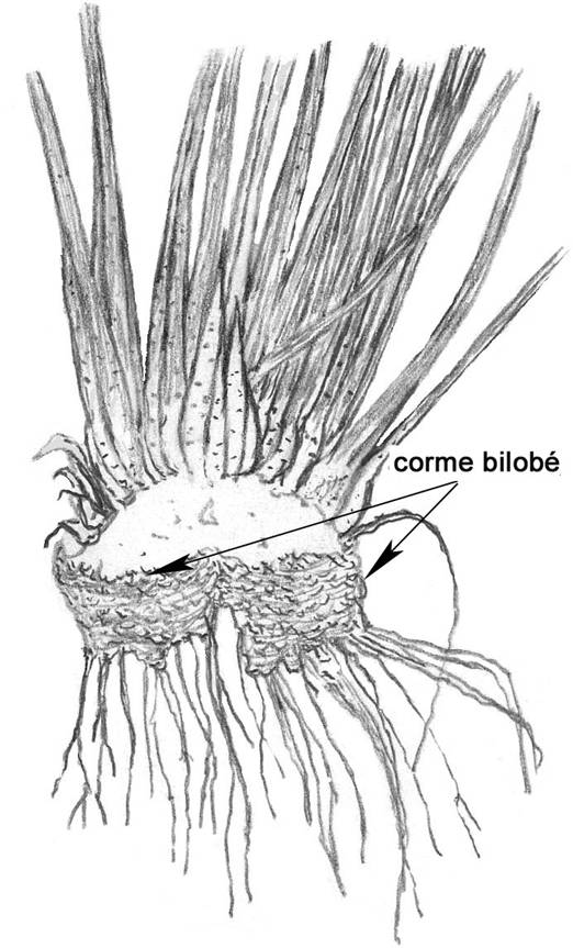 Figure 2. Hémisection de la souche, montrant le corme bilobé (x 1,0). Dessin de G. Bishop.