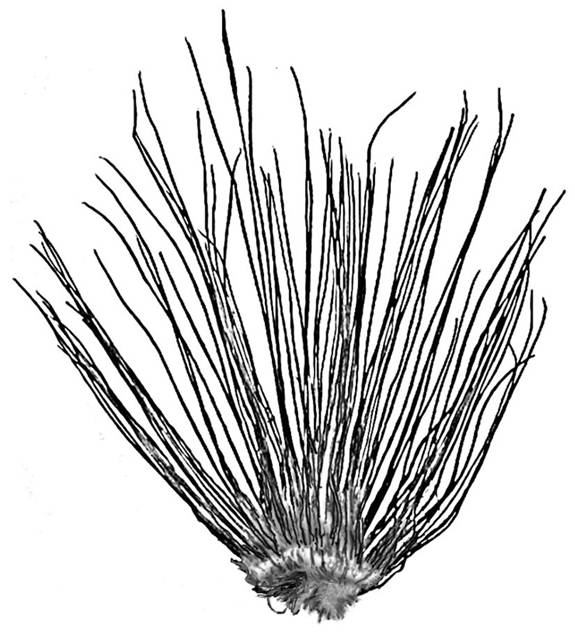 Figure 3. Individu flottant d’Isoetes prototypus, sans racines (x 0,5). Dessin de G. Bishop.