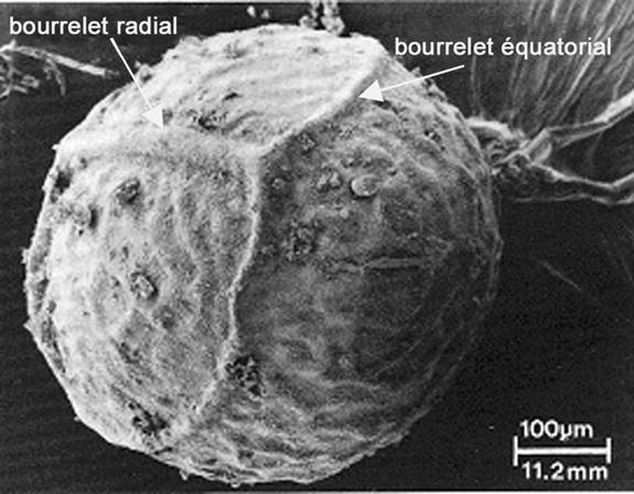 Figure 5. Micrographie électronique à balayage d’une mégaspore d’Isoetes prototypus (Britton et Goltz, 1991).
