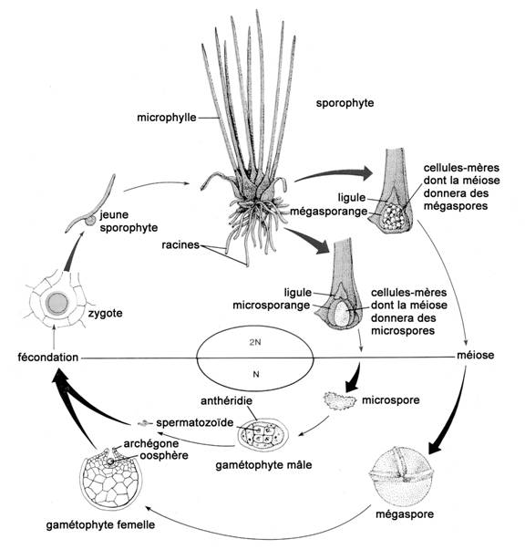 Figure 9. Cycle vital des Isoetes (tiré de Stern, 1985, avec la permission de McGraw-Hill Education).