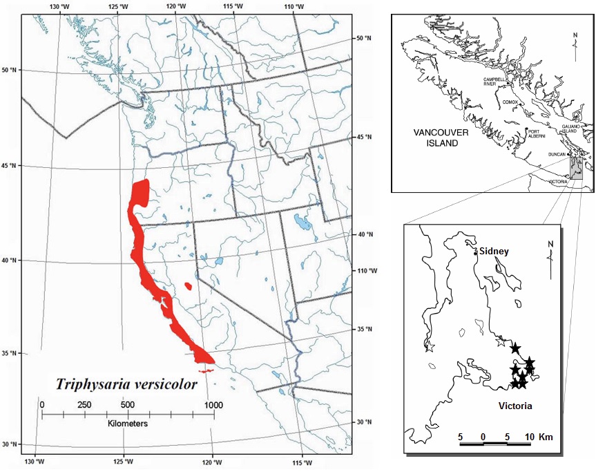 Figure 3. Global and Canadian distribution of bearded owl-clover (see long description below).