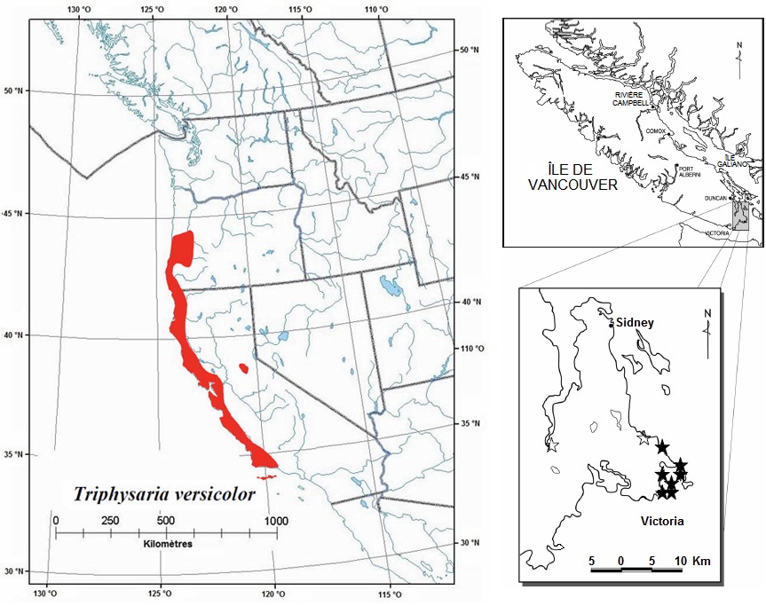 Répartition mondiale et canadienne approximative du Triphysaria versicolor ssp. versicolor (voir description longue ci-dessous).