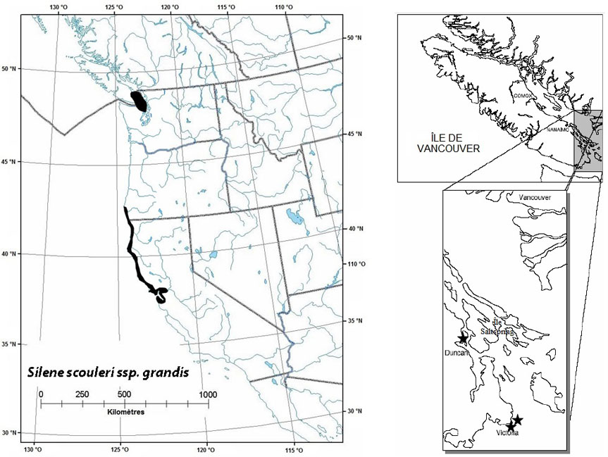 Répartition mondiale et canadienne du Silene scouleri ssp. grandis (voir description longue ci-dessous).