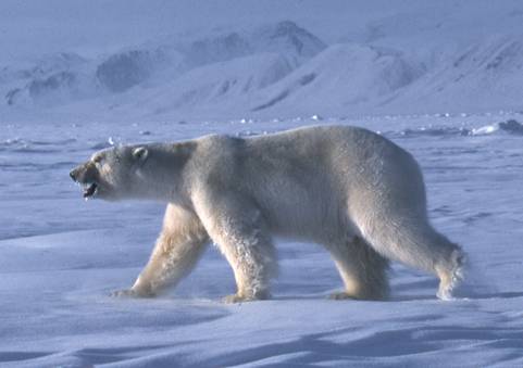 L’ours blanc (Ursus maritimus)