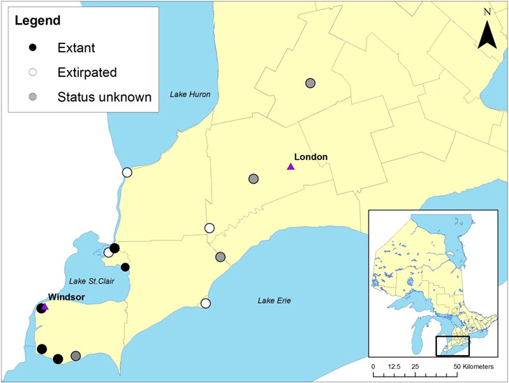 Historical and current distribution of Willowleaf Aster