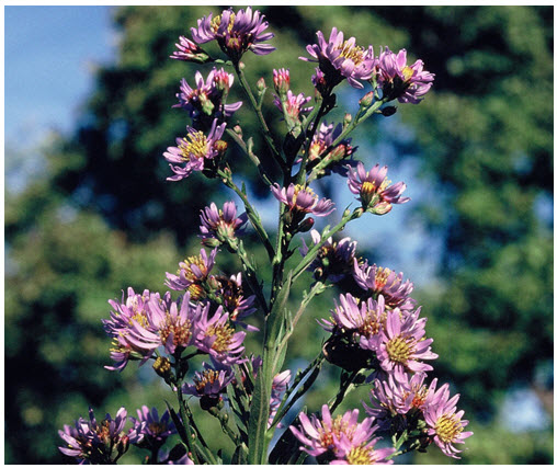 Willowleaf Aster