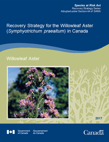 Willowleaf Aster cover