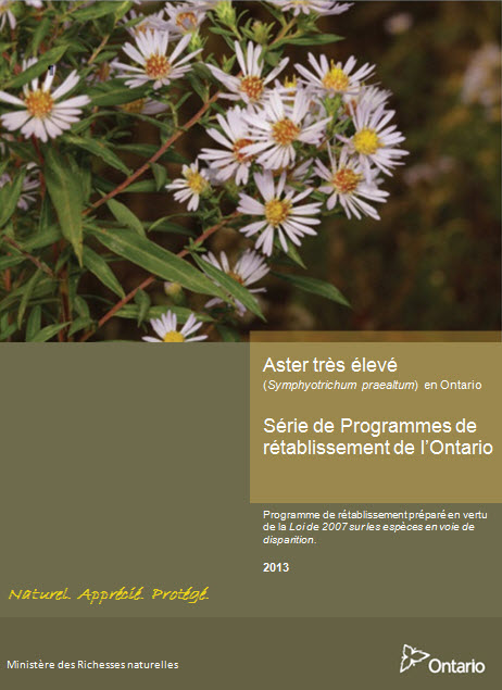 Programme de rétablissement de l'aster très élevé