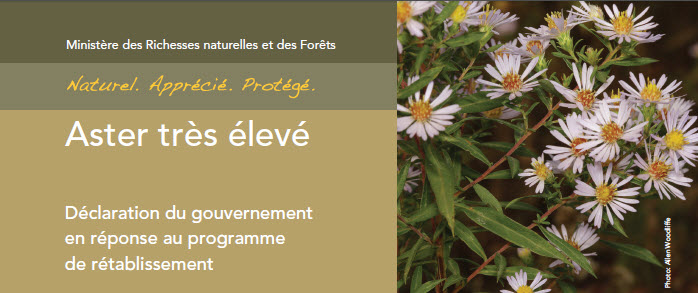 Aster très élevé