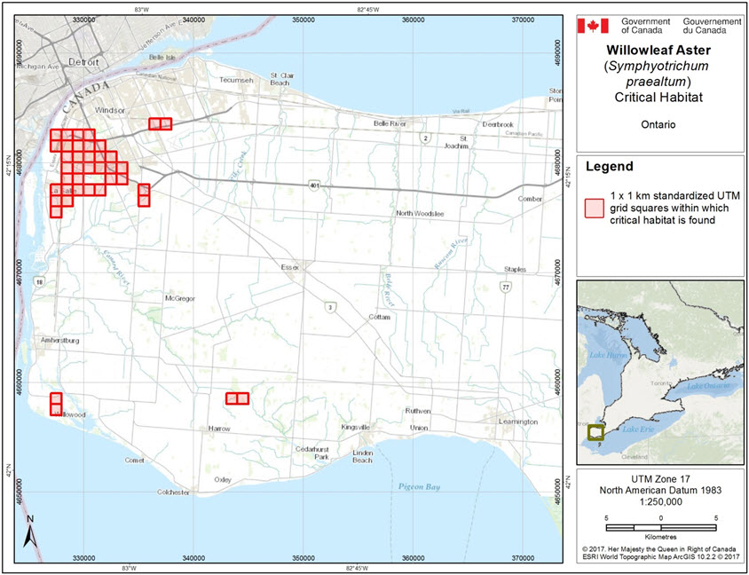 Critical habitat for the Willowleaf Aster