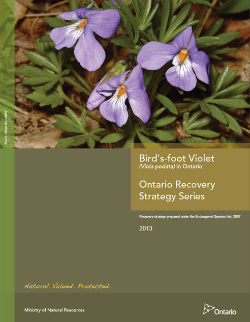 Ontario Recovery Strategy for the Bird's-foot Violet