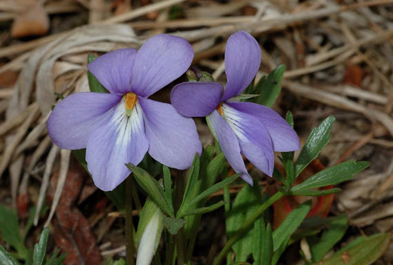 Bird's-foot Violet