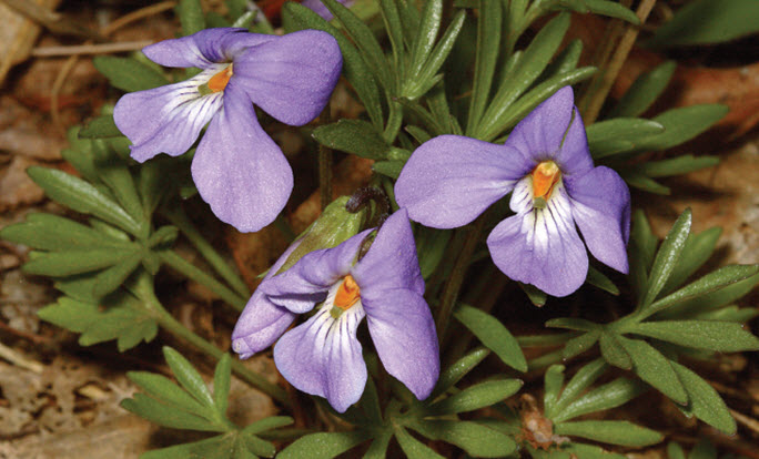 Bird's-foot Violet