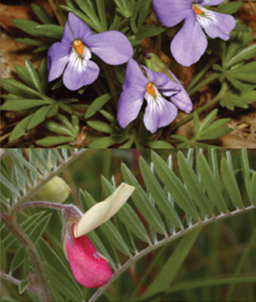 Violette pédalée et la Téphrosie de Virginie