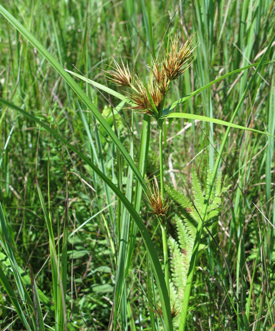 Photo showing Tall Beakrush, Rhynchospora macrostachya, inflorescences.