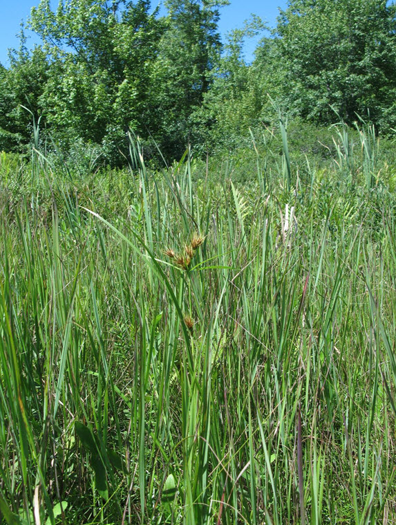 Tall Beakrush in lakeshore peatland on Carrigan Lake at the mouth of the brook draining Murphy Lake.