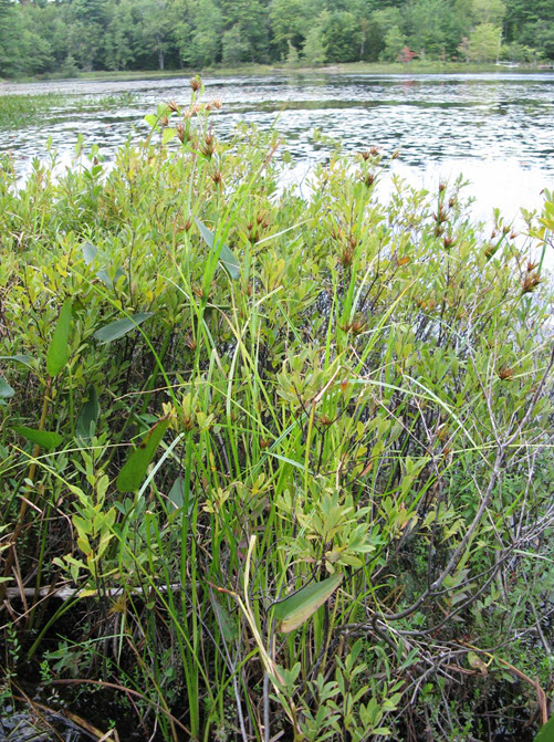 Tall Beakrush at Keddy Cove, Molega Lake with cottage beach development.