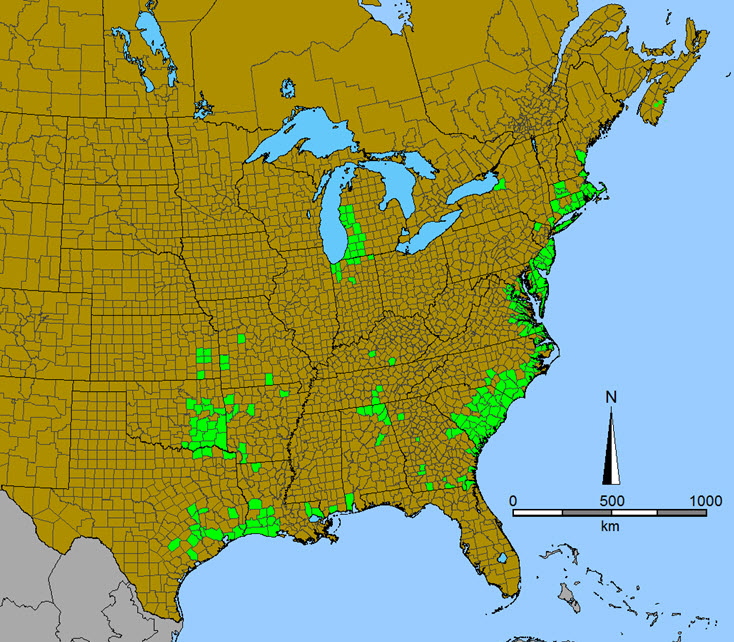 Map of the distribution of the Tall Beakrush in the United States and Canada.