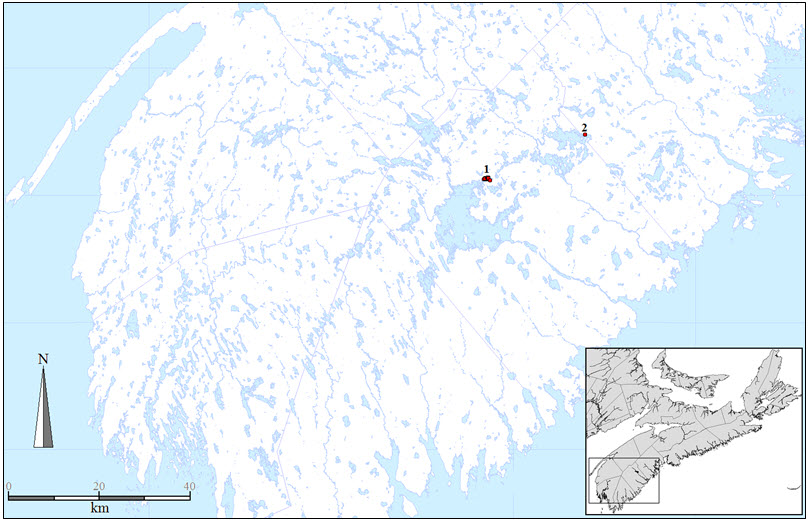 Map of the distribution of Tall Beakrush (Rhynchospora macrostachya; red dots) in Nova Scotia.