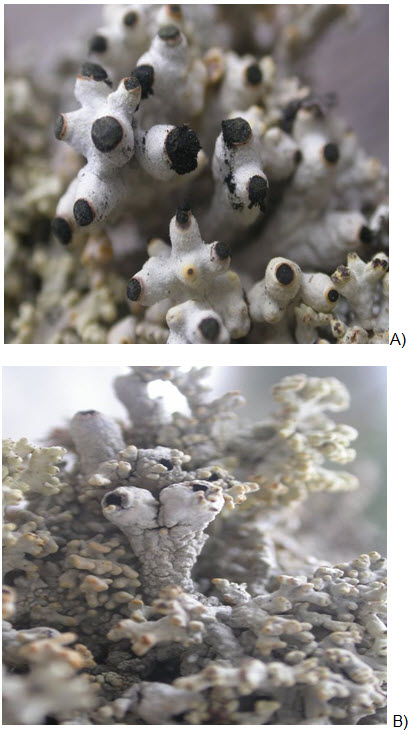 Gros plans d'un thalle d'Acroscyphus sphaerophoroides