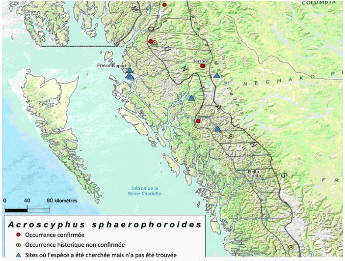 Occurrences connues de l'Acroscyphus sphaerophoroides en Colombie-Britannique