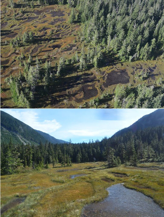 Système de tourbière minérotrophe réticulée de Williams Creek