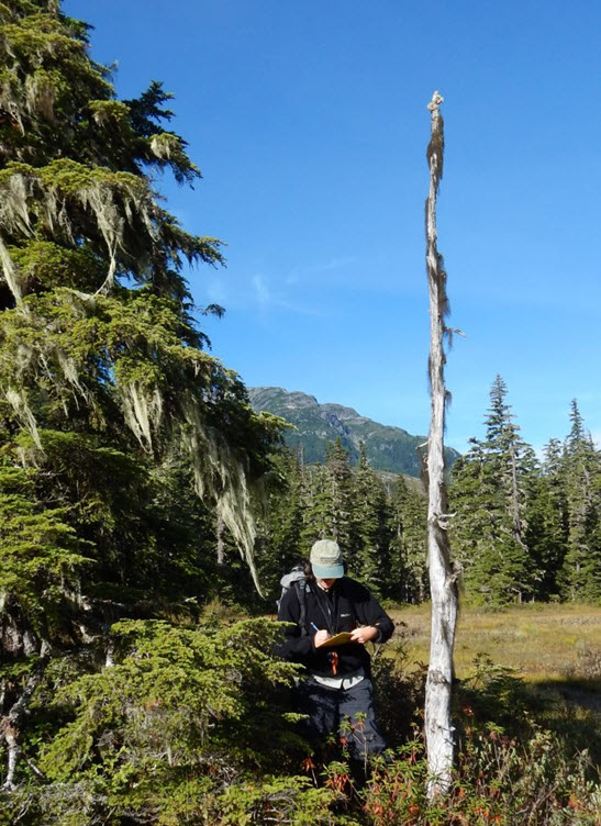 A. sphaerophoroides au sommet d'un chicot à Williams Creek