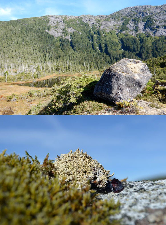 Colonie trouvée au ruisseau Europa