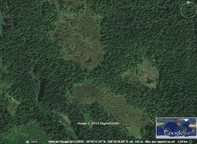 Tourbières minérotrophes réticulées