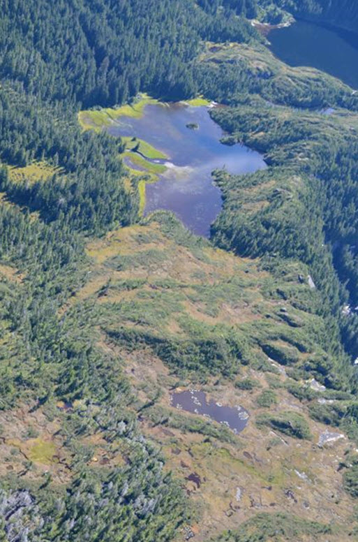 Complexe de tourbières près du ruisseau Europa.