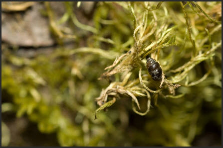 Photo of Threaded Vertigo (Nearctula sp.)