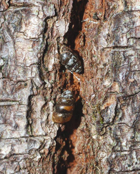 Threaded Vertigo on bigleaf maple bark