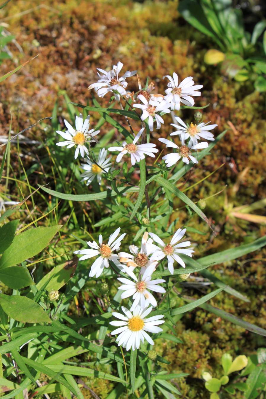 L’aster de la Nahanni (Symphyotrichum nahanniense)