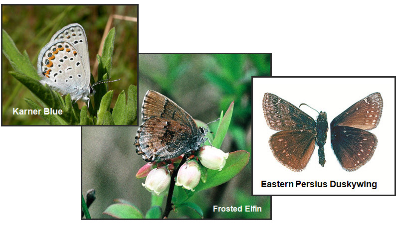 Photo of Karner Blue, Frosted Elfin and Male  Eastern Persius Duskywing