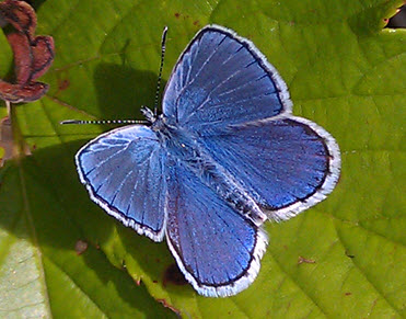 Karner Blue male, upper side