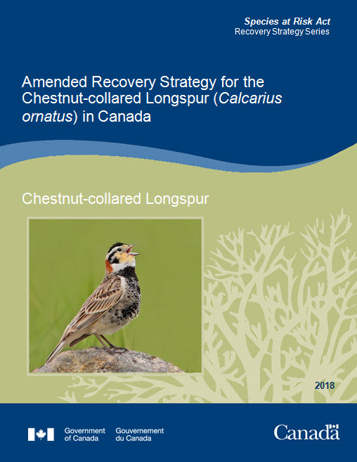 Recovery Strategy for the Chestnut-collared  Longspur