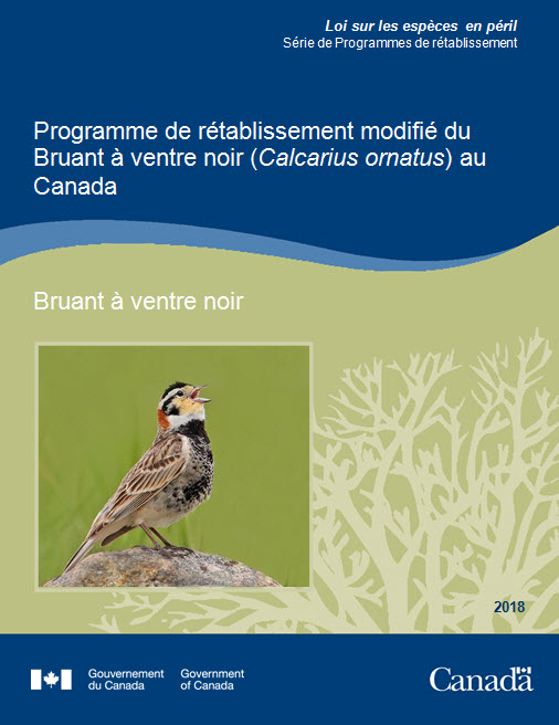 Programme de rétablissement du Bruant à ventre noir