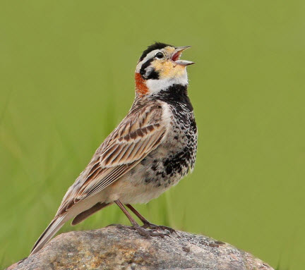 Photo du Bruant à ventre noir