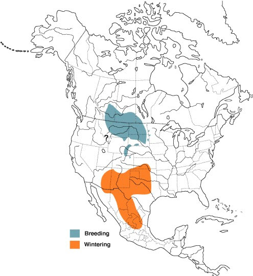 Breeding and wintering distribution