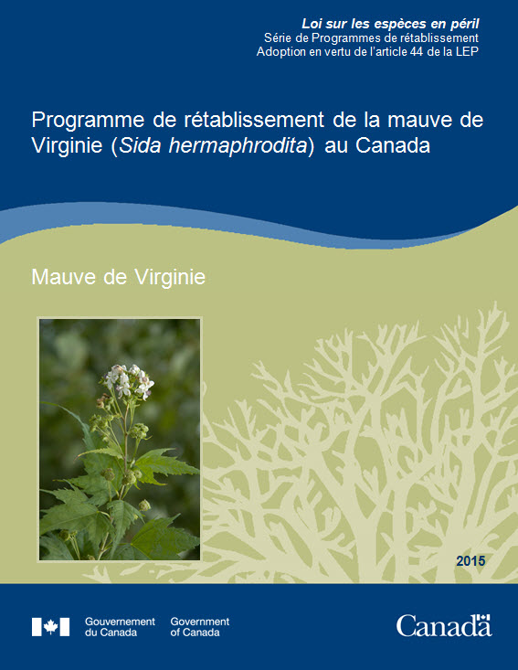 Programme  de rétablissement de la téphrosie de Virginie