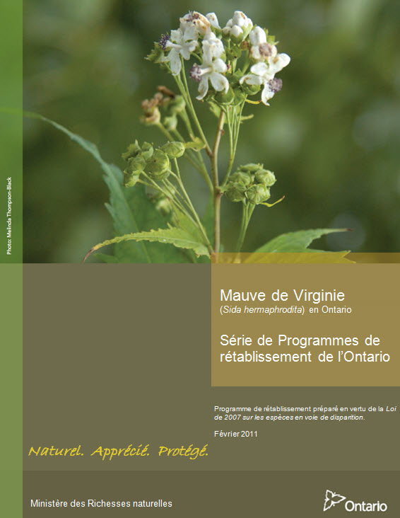 Bannière de la Série de Programmes de rétablissement de l'Ontario de la mauvede Virginie