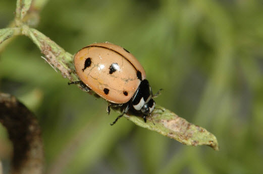 Nine-spotted Lady Beetle