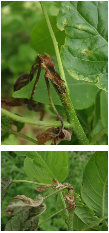 Cavité forée par une chenille de perceur du ptéléa